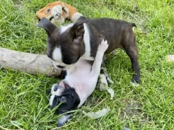 Bostonský teriér s PP FCI