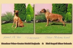Rhodéský  ridgeback - štěňátka s PP