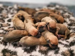 Rhodéský  ridgeback - štěňátka s PP