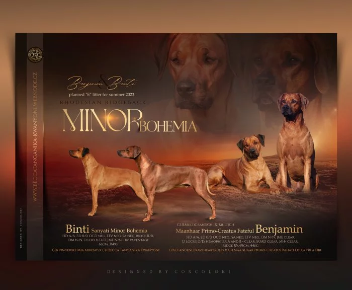Rhodéský ridgeback - štěňátka s PP