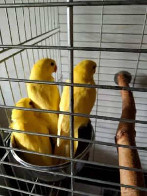 Alexandr malý lutino