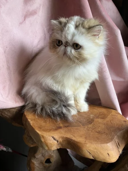 Prodám perskou kočičku s PP