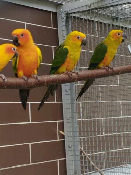 1.1 aratinga sluneční