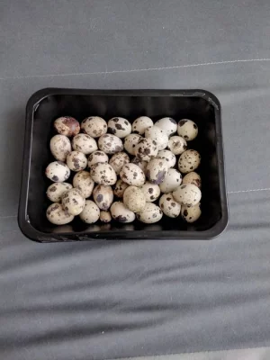 Křepelka násadová vejce