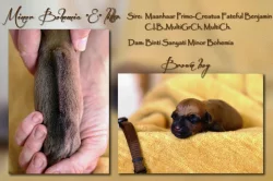 Rhodéský ridgeback - štěňátka s PP