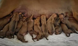 Rhodéský ridgeback - štěňátka s PP