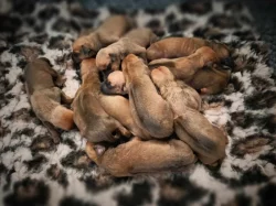 Rhodéský ridgeback - štěňátka s PP