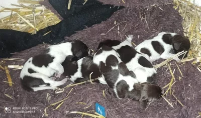 Prodám štěňata německý krátkosrstý ohař - volní pejsci