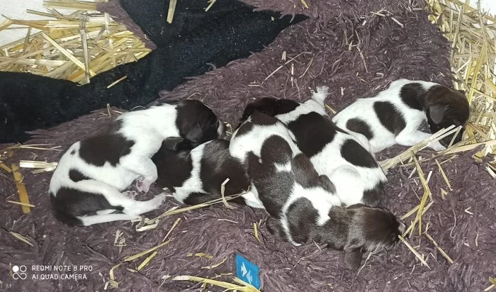 Prodám štěňata německý krátkosrstý ohař - volní pejsci