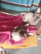 Kanadský Sphynx s PP