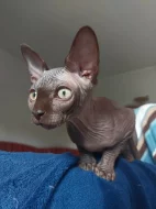 Kanadský Sphynx s PP