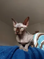 Kanadský Sphynx s PP