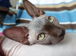 Kanadský Sphynx s PP