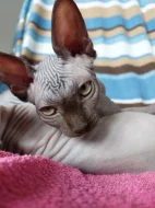 Kanadský Sphynx s PP