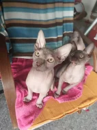 Kanadský Sphynx s PP