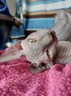 Kanadský Sphynx s PP
