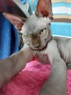 Kanadský Sphynx s PP