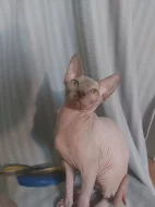 Kanadský Sphynx s PP