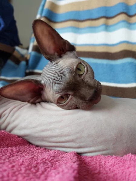 Kanadský Sphynx s PP