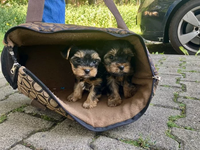 Yorkšírský teriér