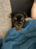 Yorkšírský teriér