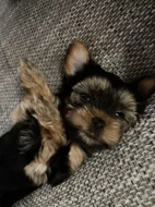 Yorkšírský teriér