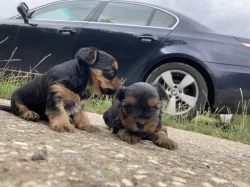 Yorkšírský teriér