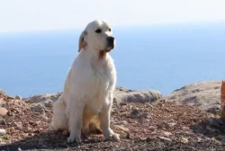 Zlatý retriever - šť.s PP