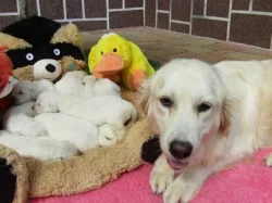 Zlatý retriever - šť.s PP