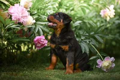 ROTTWEILER ŠTĚŇÁTKA