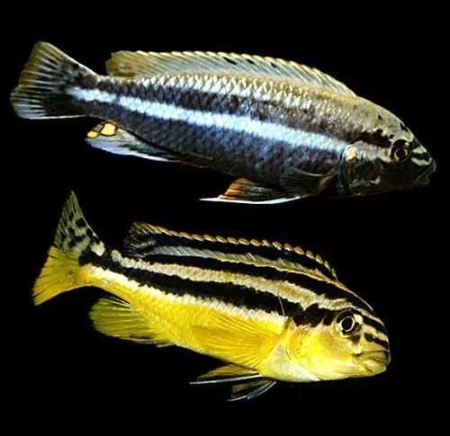 Tlamovci MALAWI