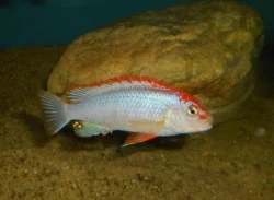 Tlamovci MALAWI