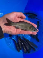 Nabízím plůdky a násady K1, Amur 1 a 2, Ca 1 a2