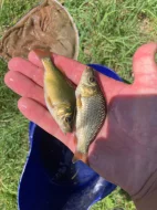 Nabízím plůdky a násady K1, Amur 1 a 2, Ca 1 a2