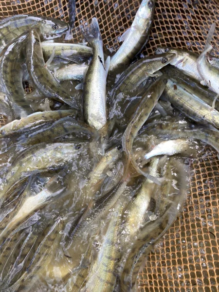 Nabízím plůdky a násady K1, Amur 1 a 2, Ca 1 a2