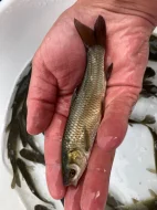 Nabízím plůdky a násady K1, Amur 1 a 2, Ca 1 a2