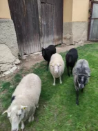 Ouessantske ovce