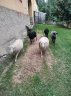 Ouessantske ovce