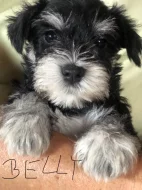 Knírač malý barevný- parti