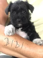 Knírač malý barevný- parti