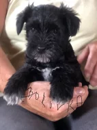 Knírač malý barevný- parti