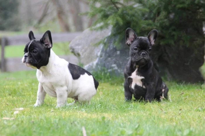 Francouzský buldoček štěňata s PP FCI
