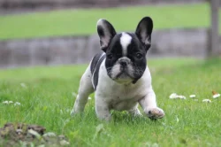 Francouzský buldoček štěňata s PP FCI