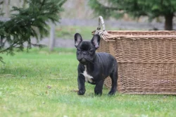 Francouzský buldoček štěňata s PP FCI