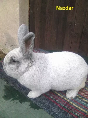 Prodám králíky Vss k chovu