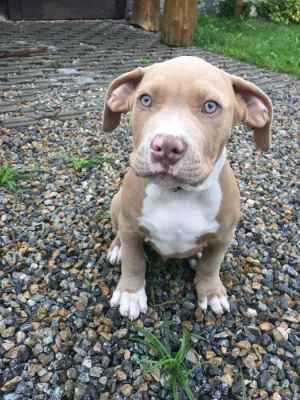 Štěňátko American Bully xl ( Pejsek )