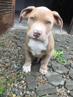 Štěňátko American Bully xl ( Pejsek )