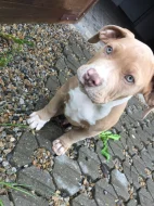 Štěňátko American Bully xl ( Pejsek )