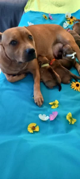 Stafordšírský bulteriér