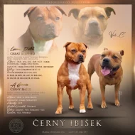 Stafordšírský bulteriér